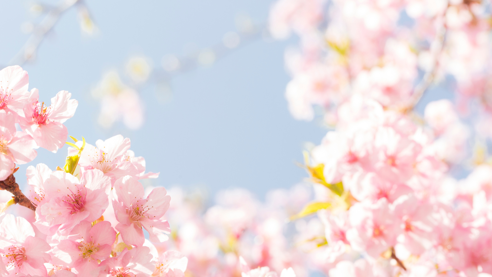 Sakura The Soul of the Japanese Spring